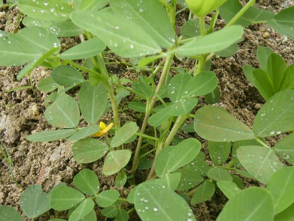 Kacang Tanah Arachis hypogea Tanaman  Kaya Manfaat MMI 