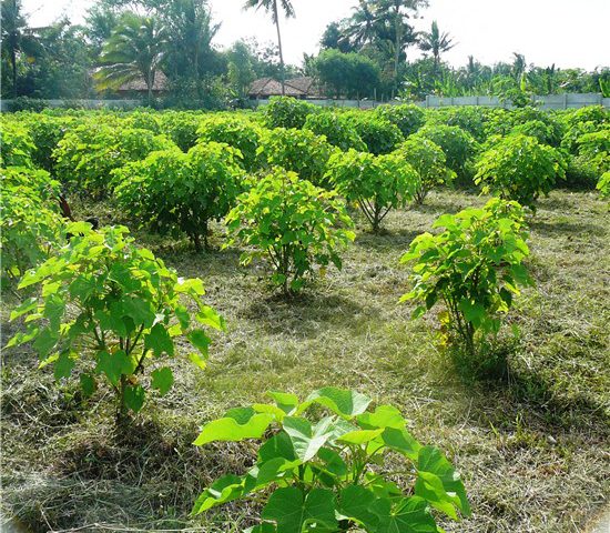 kebun-jarak