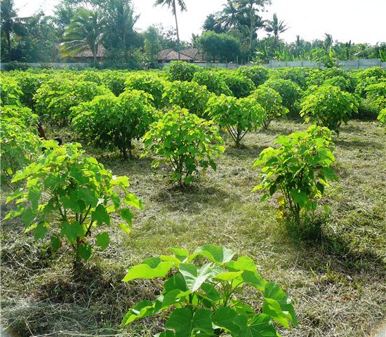 kebun-jarak