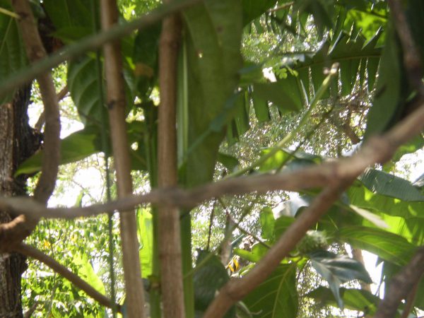 Batang Pohon Mengkudu/Morinda citrifolia L. (koleksi Pribadi)