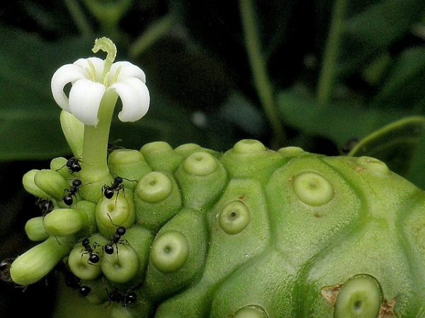 Bunga Mengkudu/Morinda citrifolia L.