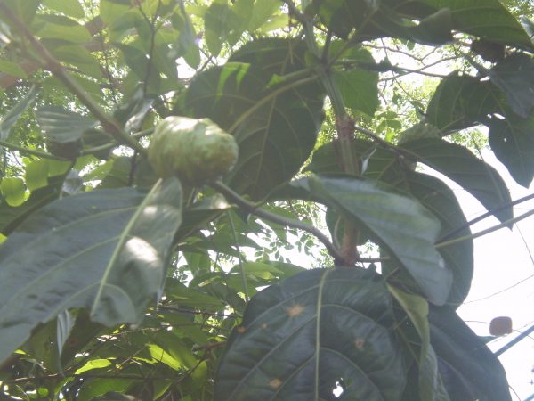 Buah Morinda citrifolia L. sebelum masak (Koleksi pribadi)