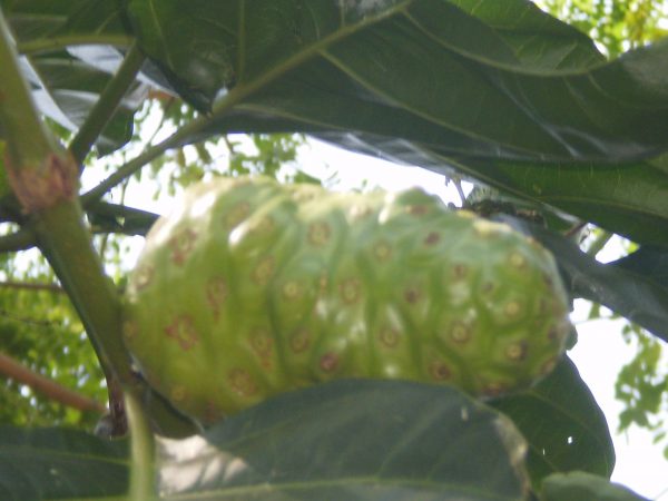 Buah Mengkudu/Morinda citrifolia L. sesudah masak (Koleksi pribadi)