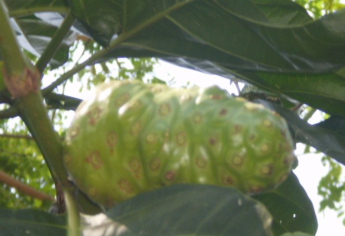 Buah Mengkudu/Morinda citrifolia L. sesudah masak (Koleksi pribadi)